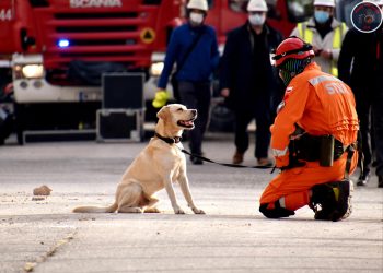 Warszawska straż pożarna szuka przewodników z psami