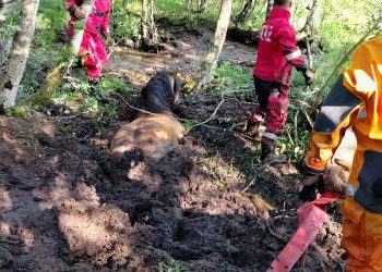Strażacy ratowali konie, które utknęły w bagnie