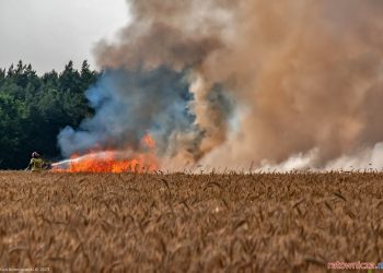 Pożar zboża na pniu w miejscowości Leszczyny Duże