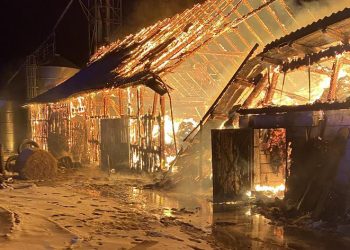 Pożar budynku gospodarczego. Zginęło kilkadziesiąt cieląt