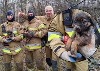 Kilkugodzinna akcja strażaków z OSP Tyszowce. Szczeniaki uratowane!