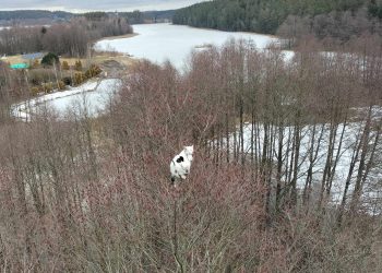 Kotka na wysokim drzewie. Potrzebna była drabina