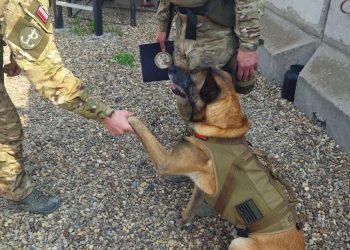 Pies bojowy ETO został podoficerem Wojska Polskiego