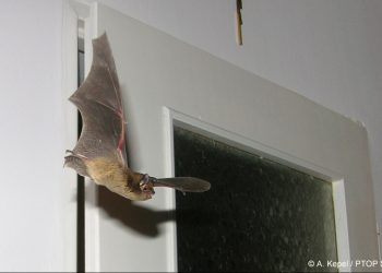 Nietoperz w mieszkaniu. Co robić?