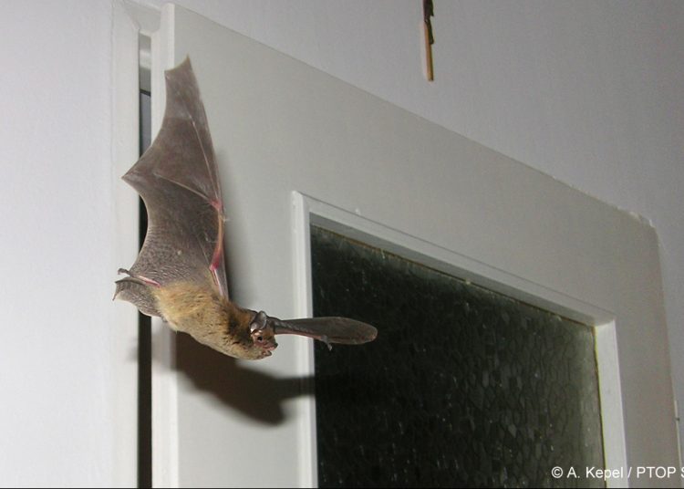 foto. PTOP „Salamandra”