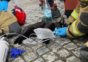 Pożar mieszkania. Wrocławscy strażacy ratowali zwierzęta