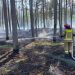 Pożar poszycia leśnego w miejscowości Mikoszewo