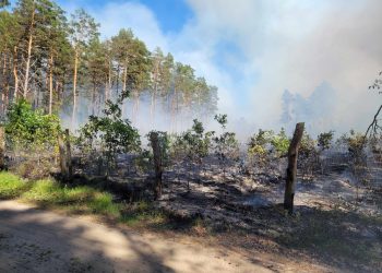 Pożar młodnika na Pomorzu