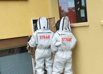 Usuwanie owadów błonkoskrzydłych. Strażacy radzą!