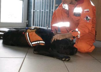 Nie żyje pies ratowniczy Brand