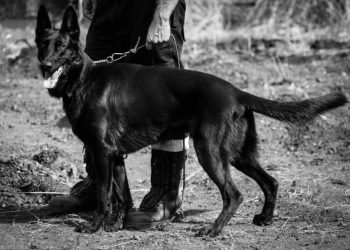 Nie żyje emerytowany pies ratowniczy Vigo