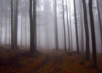 Tragedia w lesie. Nie żyje ojciec i syn