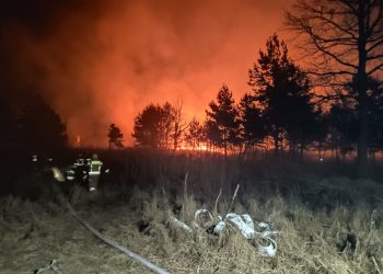 W powiecie mieleckim płonie las i trawy