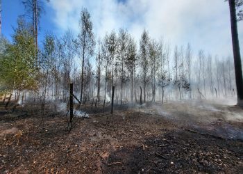Lubuscy strażacy walczą z dużym pożarem młodnika
