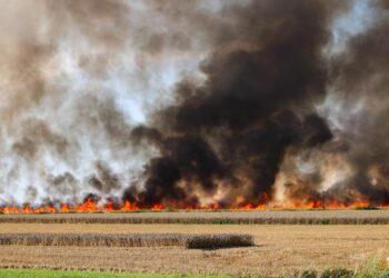 Pożar na polu pod Poznaniem. Jeden z największych w sezonie