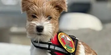 Ten słodziak chce być ratownikiem GPR OSP Gdańsk