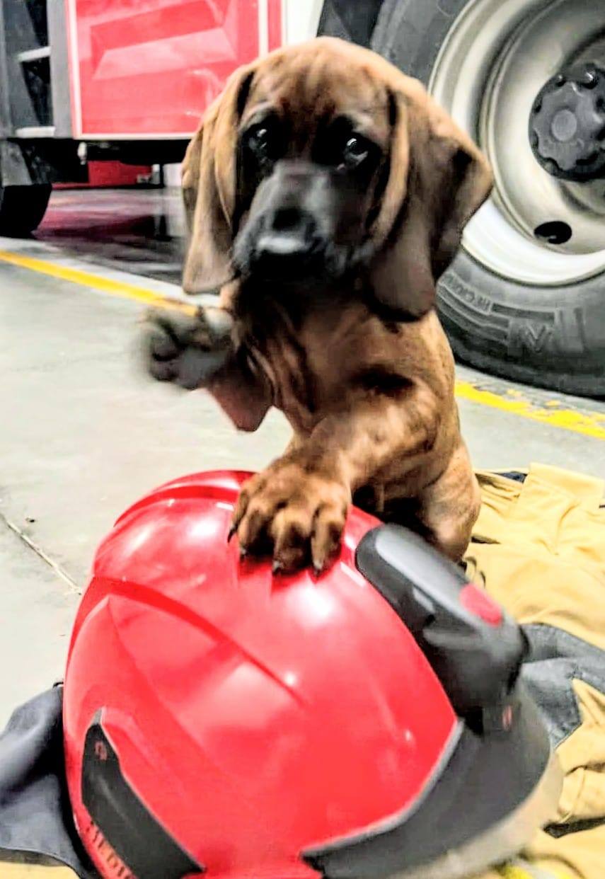 Nowy czworonożny strażak w KP PSP Świebodzin