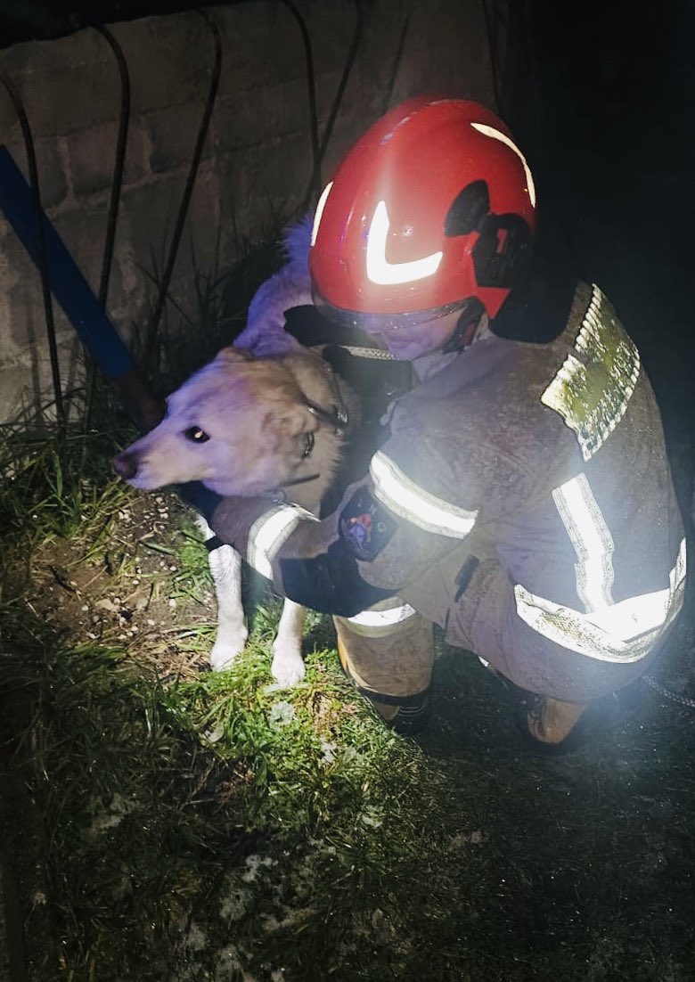 Pies na dachu. Niecodzienna interwencja JRG Łomża