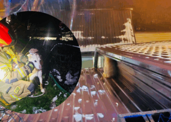 Pies na dachu. Niecodzienna interwencja JRG Łomża