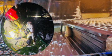 Pies na dachu. Niecodzienna interwencja JRG Łomża