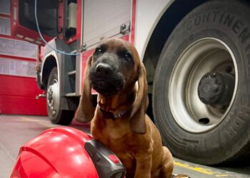 Nowy czworonożny strażak w KP PSP Świebodzin