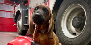 Nowy czworonożny strażak w KP PSP Świebodzin