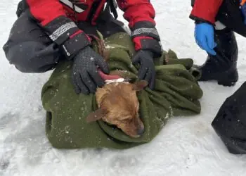 Akcja strażaków na Kanale Żerańskim. Uratowali tonącego psa
