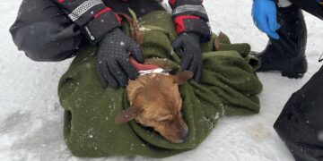 Akcja strażaków na Kanale Żerańskim. Uratowali tonącego psa