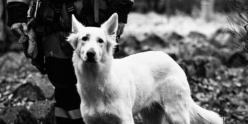 Nie żyje Bagira – pies ratowniczy GPR OSP Goszcza