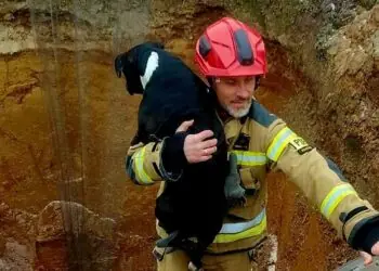 Pies w wykopie. Strażacy ruszyli z pomocą