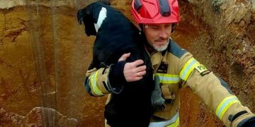 Pies w wykopie. Strażacy ruszyli z pomocą