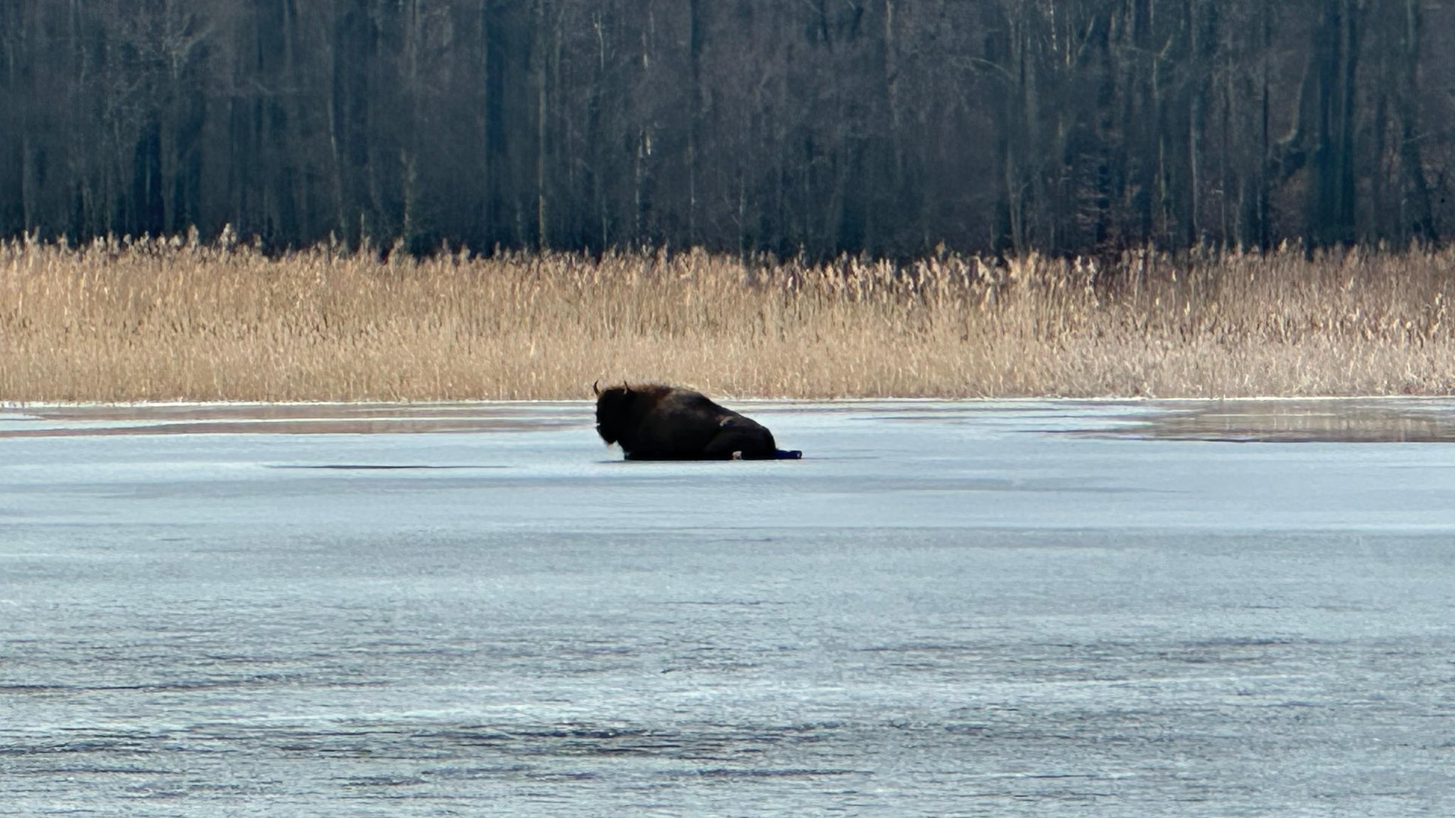 Żubr na jeziorze. Niecodzienna akcja strażaków