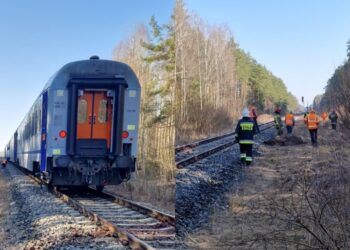Pociąg uderzył w żubry. Zwierzęta nie przeżyły