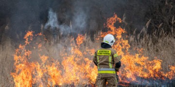 Rozległy pożar traw w Jędrzychowie