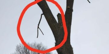 Strażacy wezwani do… gałązki