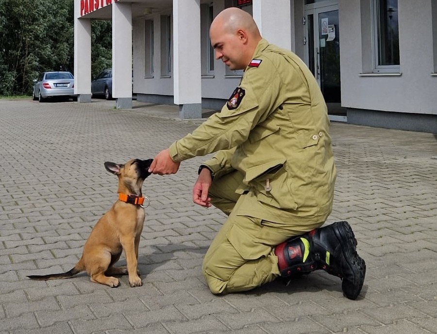Dzisiaj Dzień Psa Ratowniczego. Bohaterowie na czterech łapach