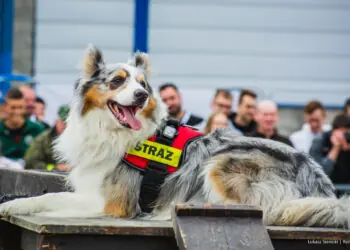 Dzisiaj Dzień Psa Ratowniczego. Bohaterowie na czterech łapach