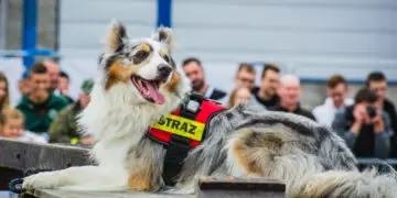 Dzisiaj Dzień Psa Ratowniczego. Bohaterowie na czterech łapach