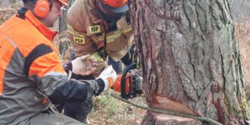 Wycinka drzew. Komendant Główny PSP zatwierdził nowy program