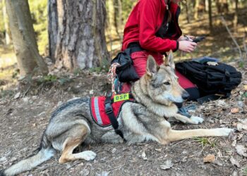 Dwa tygodnie szkoleń i egzaminów psów ratowniczych
