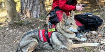 Dwa tygodnie szkoleń i egzaminów psów ratowniczych