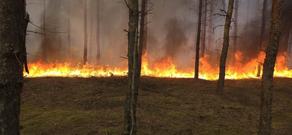 Duży pożar traw i lasu w Wielkopolsce. W akcji prawie 30 zastępów