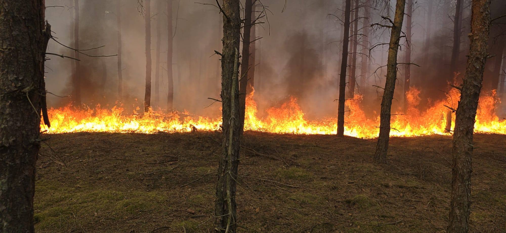 Duży pożar traw i lasu w Wielkopolsce. W akcji prawie 30 zastępów
