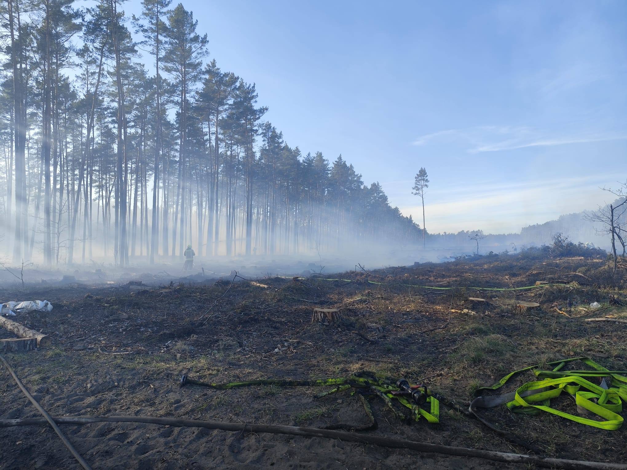 Pożar lasu w powiecie sztumskim. W akcji strażacy i Dromader