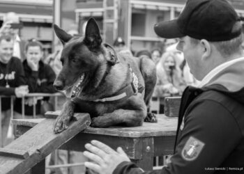 Nie żyje Dragon – pies ratowniczy GRS OSP Nowy Sącz