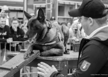 Nie żyje Dragon – pies ratowniczy GRS OSP Nowy Sącz