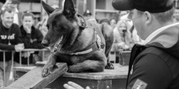 Nie żyje Dragon – pies ratowniczy GRS OSP Nowy Sącz