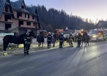 Konie uciekły ze stajni. Złapali je strażacy z OSP Małe Ciche