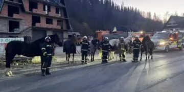 Konie uciekły ze stajni. Złapali je strażacy z OSP Małe Ciche