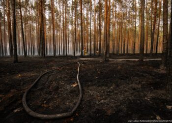 Straż pożarna: Pożar w Puszczy Solskiej został opanowany